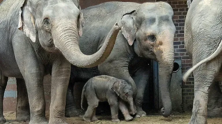Mit Mutter Pantha und Tante Thuza: Leipzigs kleiner Babyelefant hat das Haus bisher noch nie verlassen.