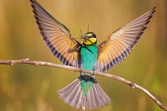 Bienenfresser: Kennen Sie die heimischen Vogelarten?