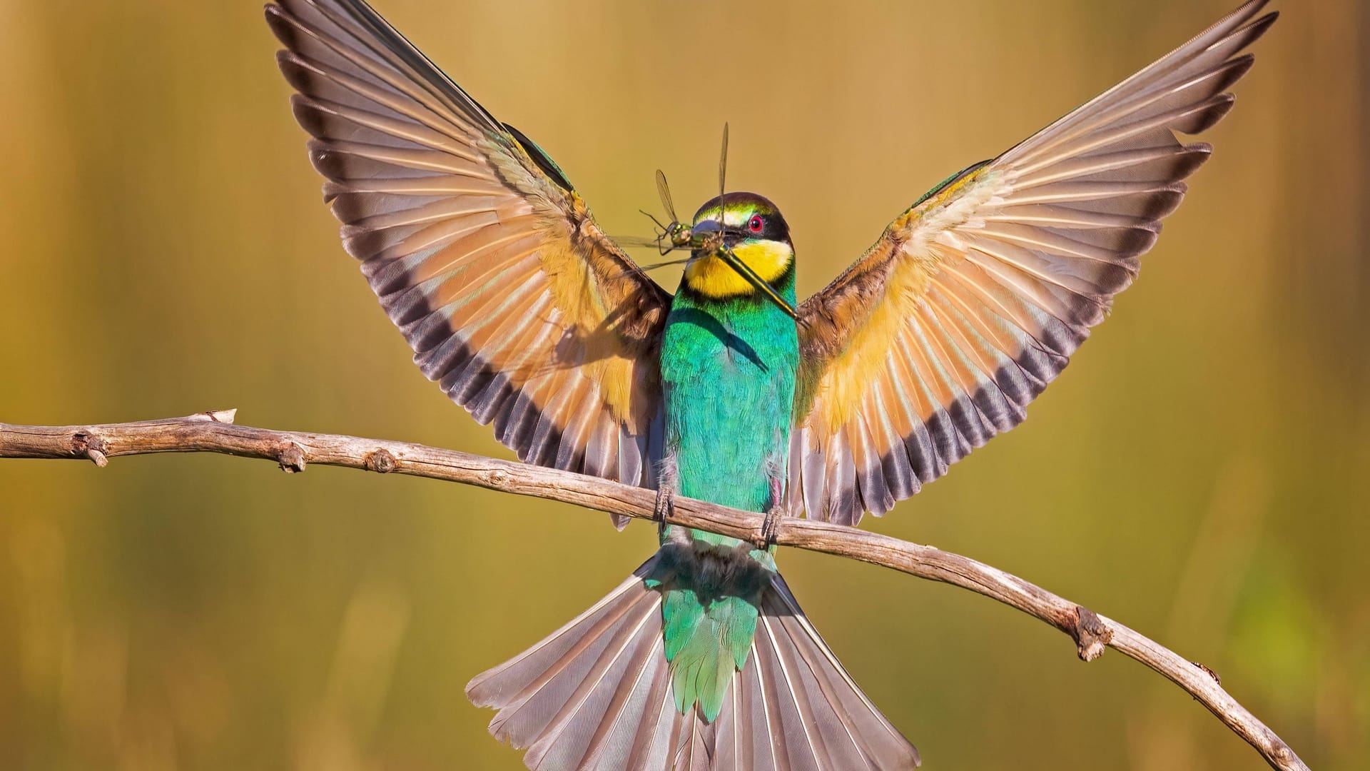 Bienenfresser: Kennen Sie die heimischen Vogelarten?