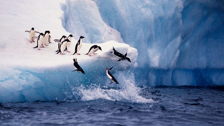 Außer verschiedener Pinguine, Vögel und Robben leben in der Antarktis keine anderen Lebewesen.