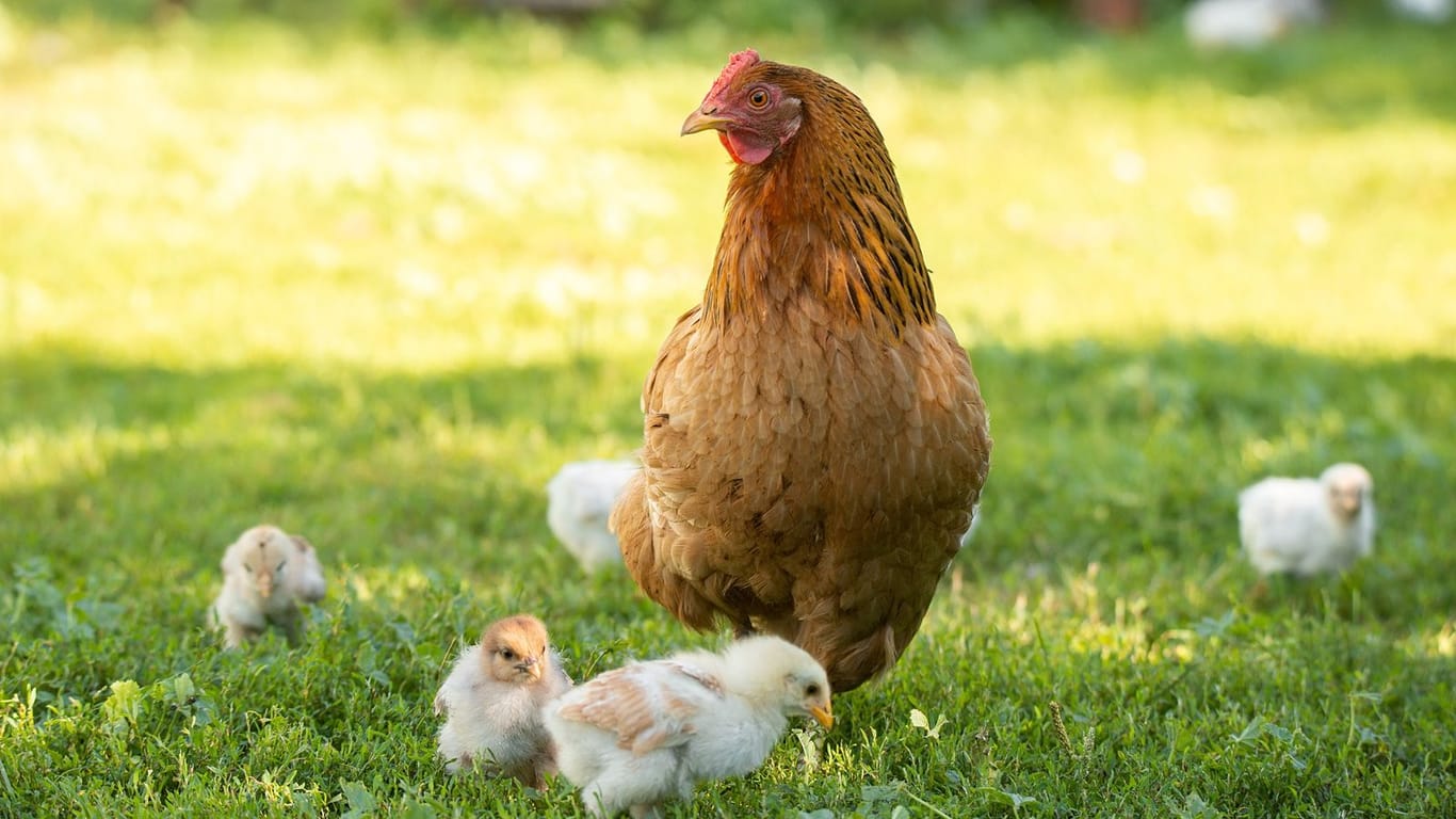 Dank der Initiative von REWE konnten 1 Milliarde Eier ohne Kükentöten in den Handel gebracht werden.