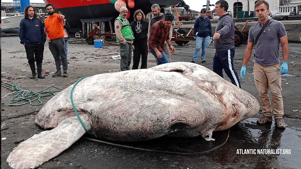 Bony Fish umgeben von Forschern: Der schwerste Bony Fish der Welt ist 2.744 Kilogramm schwer und wurde auf dem Azoren-Archipel entdeckt.