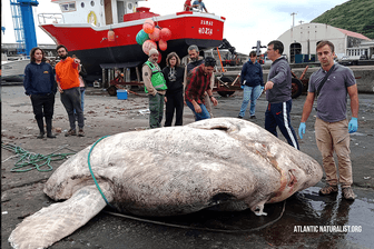 Bony Fish umgeben von Forschern: Der schwerste Bony Fish der Welt ist 2.744 Kilogramm schwer und wurde auf dem Azoren-Archipel entdeckt.