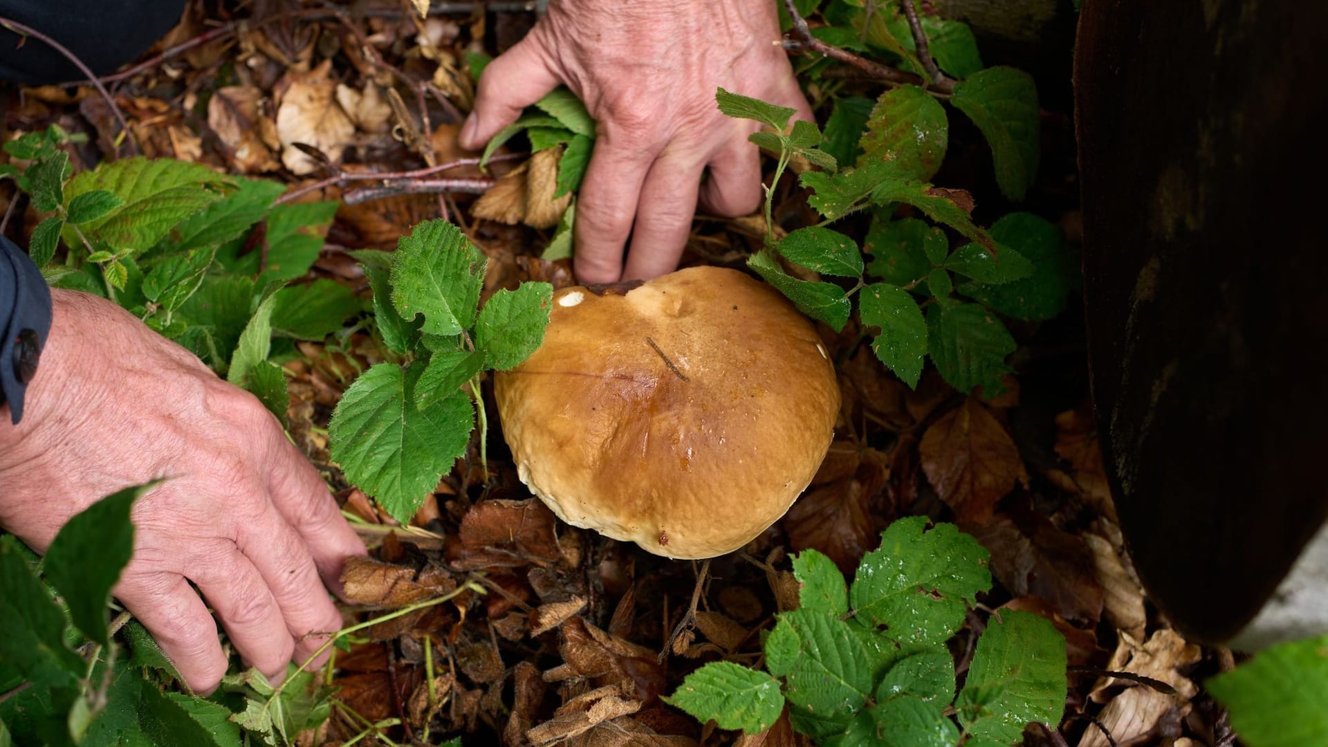 Pilze: Die Verwechslungsgefahr bei bestimmten Sorten ist groß.