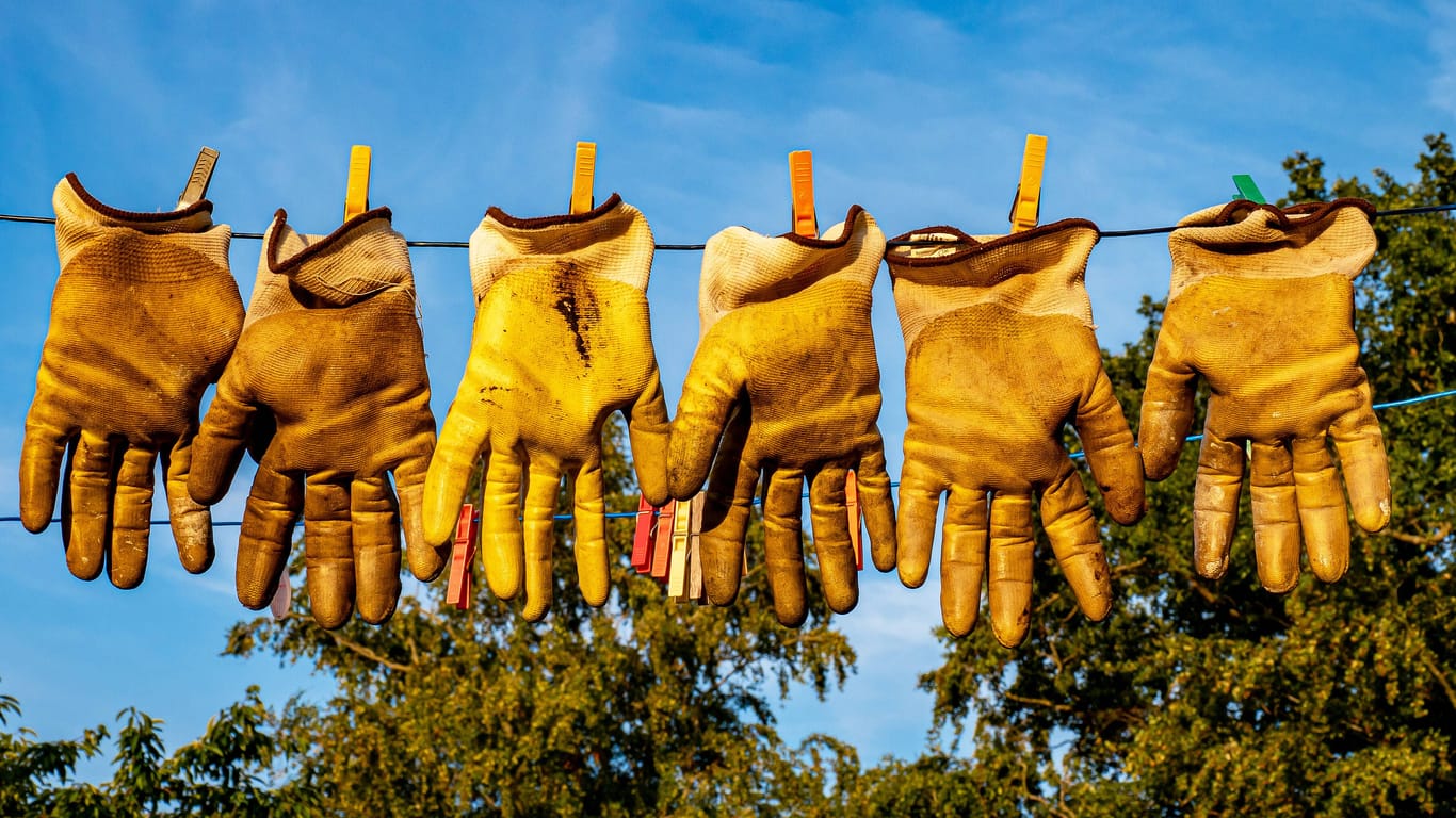 Gartenhandschuhe hängen auf einer Leine (Symbolfoto): Für die Entfernung von etwas Efeu präsentierte ein "Gärtner" eine teure Rechnung.