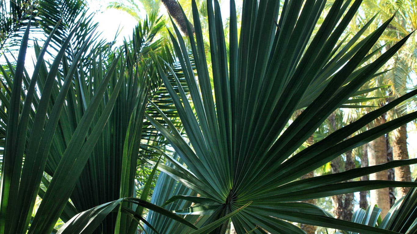 Diese Palmenart muss sich nach der Überwinterung langsam wieder an Sonnenstrahlen gewöhnen.