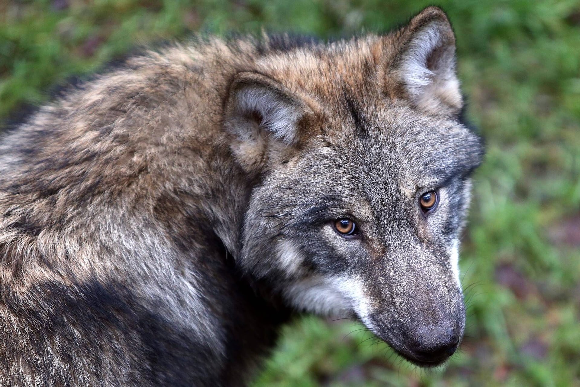 Wolf im Wildpark Schorfheide (Symbolbild): In freier Wildbahn leben in Deutschland die meisten Wölfe in Brandenburg.