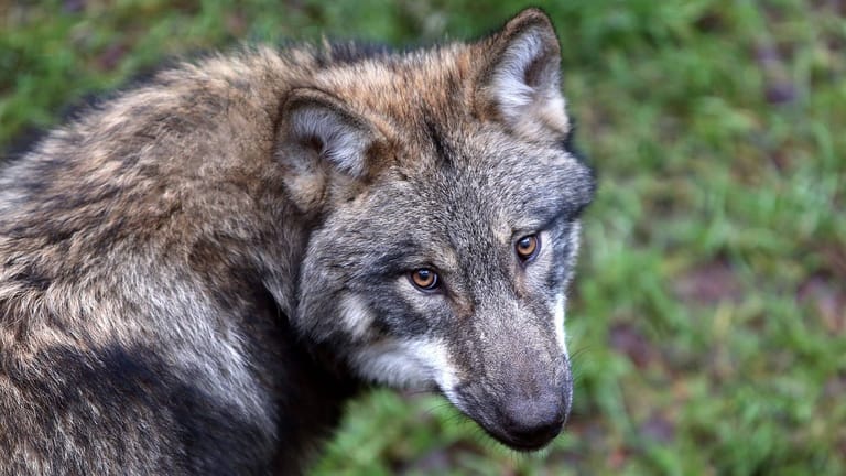 Wolf im Wildpark Schorfheide (Symbolbild): In freier Wildbahn leben in Deutschland die meisten Wölfe in Brandenburg.