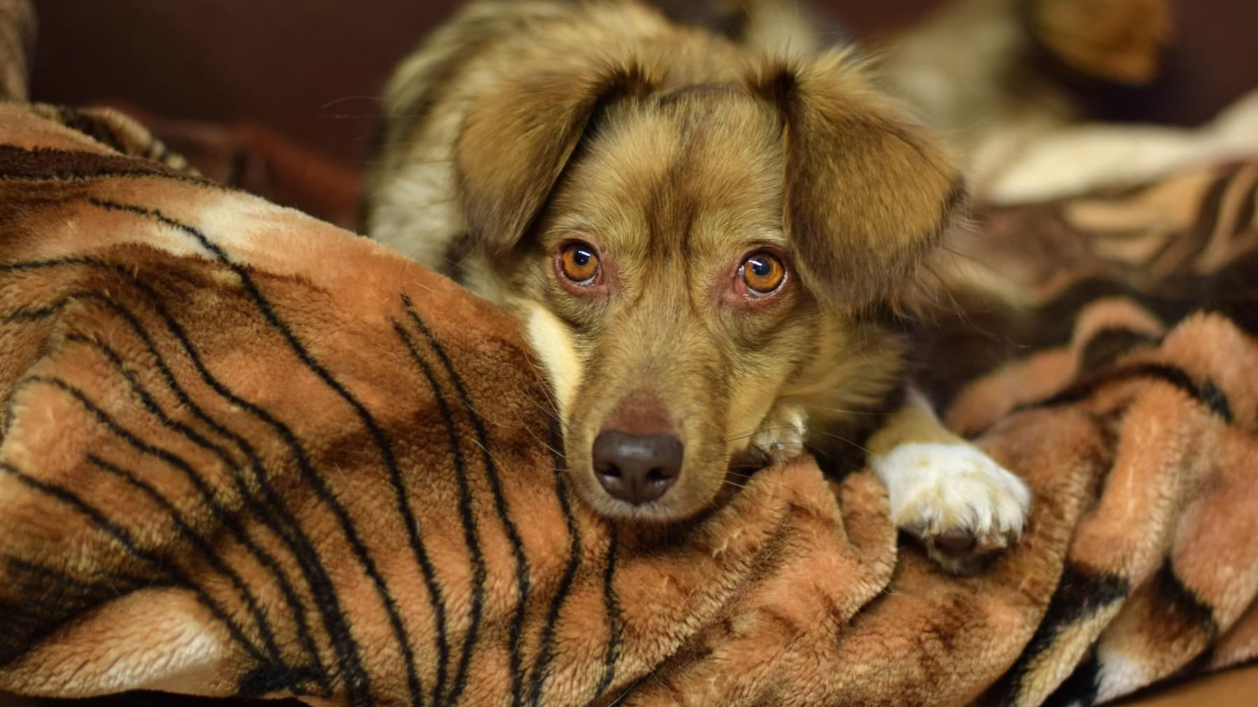 Ein Hund auf einer Kuscheldecke Ein Hund auf einer Kuscheldecke