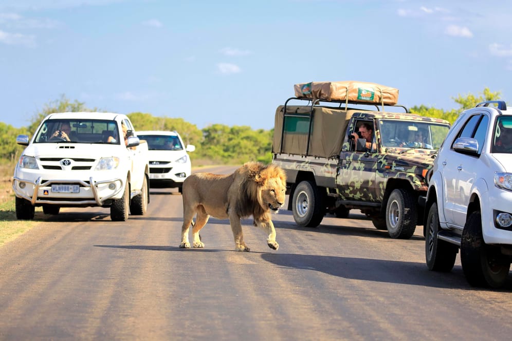 Safari im Kruger-Nationalpark: Eine Gruppe überfiel einen Touristen – er starb.