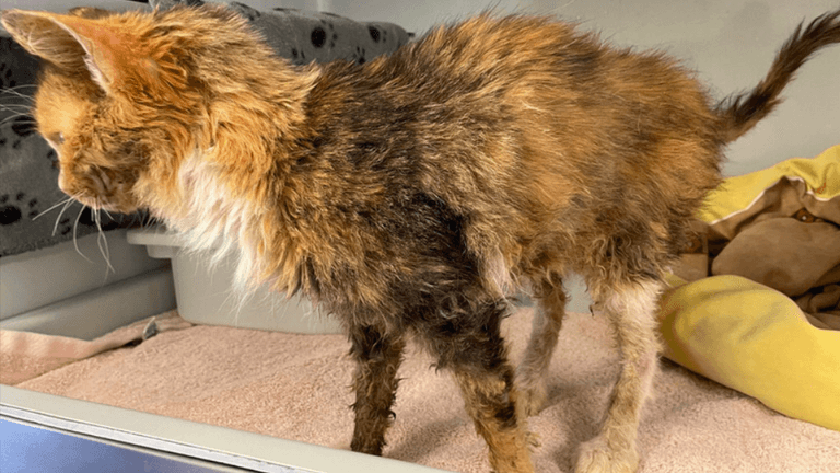 Abgemagertes Fundtier: Mitte November wurde diese Katze vom Tierheim Bremen aufgenommen.