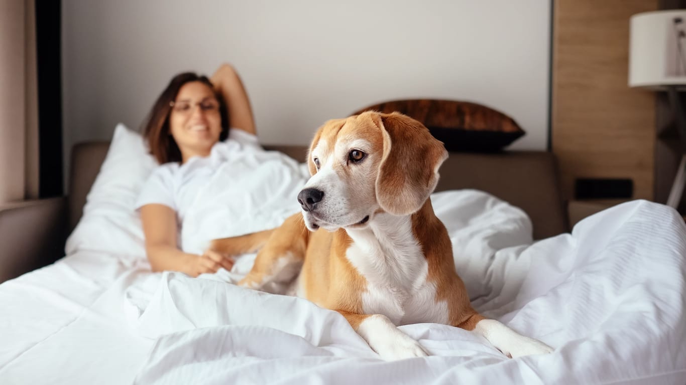 Individuelle Entscheidung: Ob Hund oder Katze mit ins Bett dürfen oder nicht, kommt auf die spezifischen Rahmenbedingungen an.
