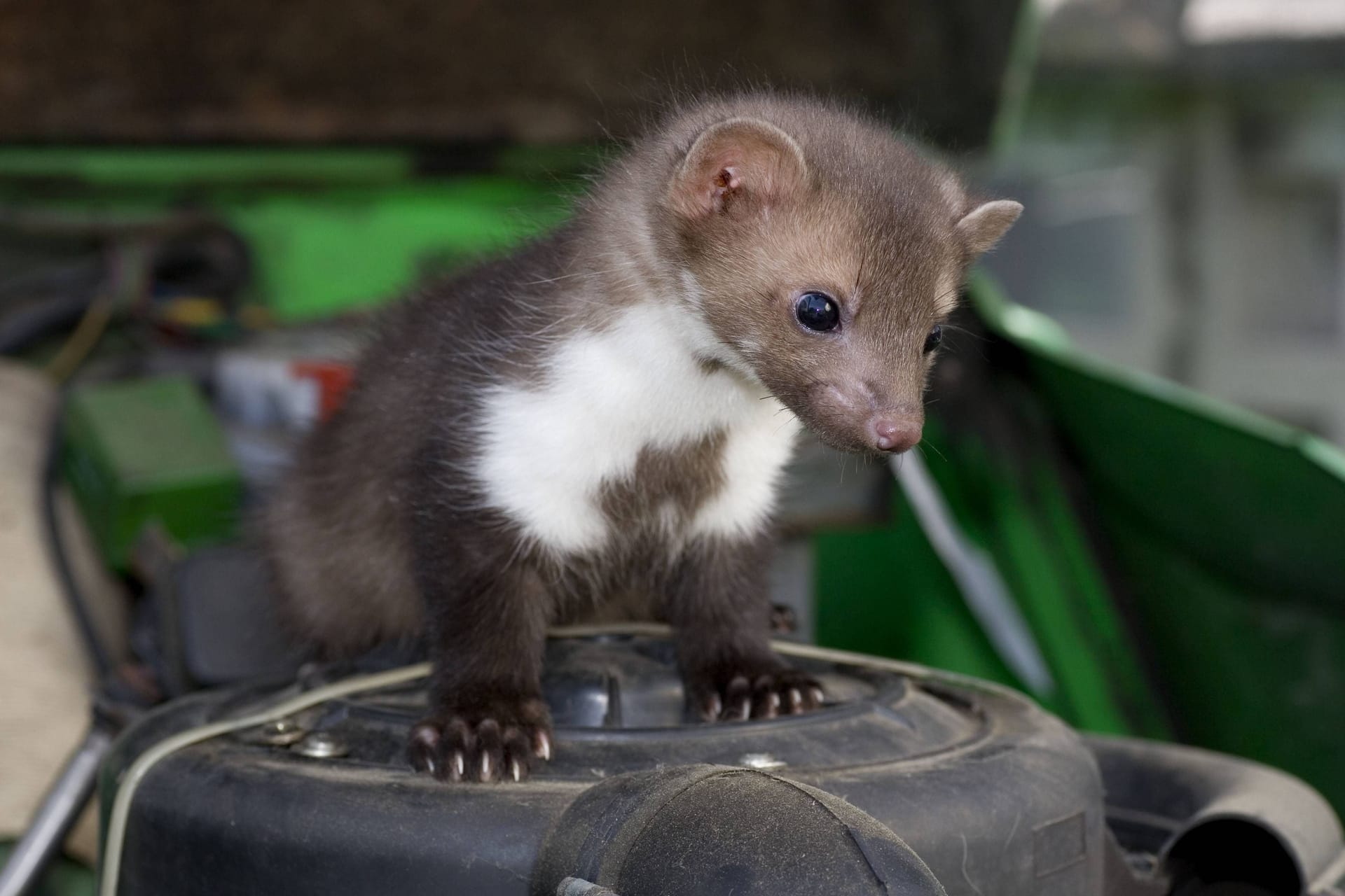 Steinmarder steht auf Luftfilter unter einer Motorhaube: Die Tiere sind sehr scheu.