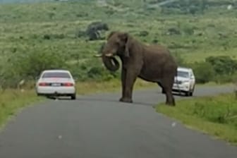 Elefantenbulle baut sich auf – Fahrer wagt riskantes Manöver