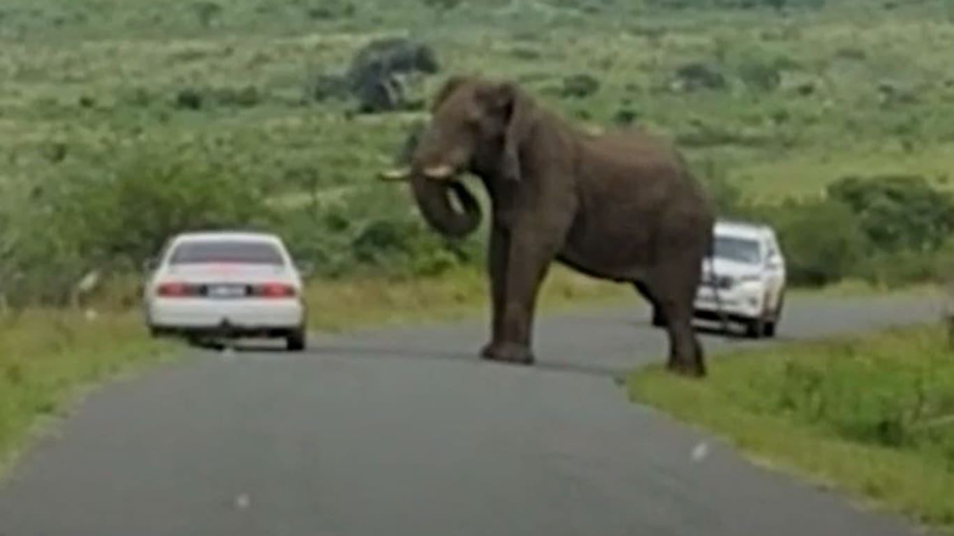 Elefantenbulle baut sich auf – Fahrer wagt riskantes Manöver