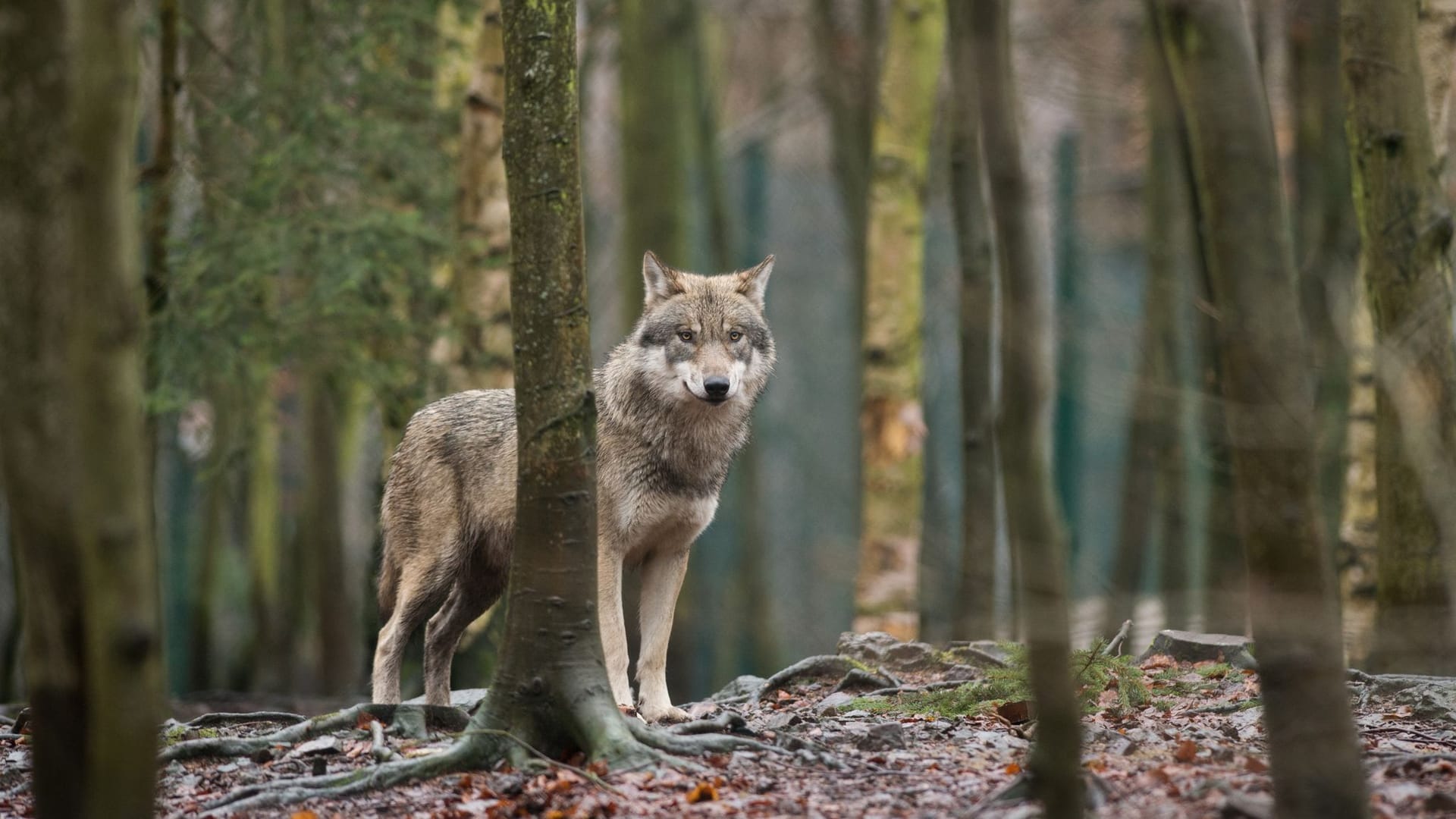 Wölfe breiten sich weiter aus