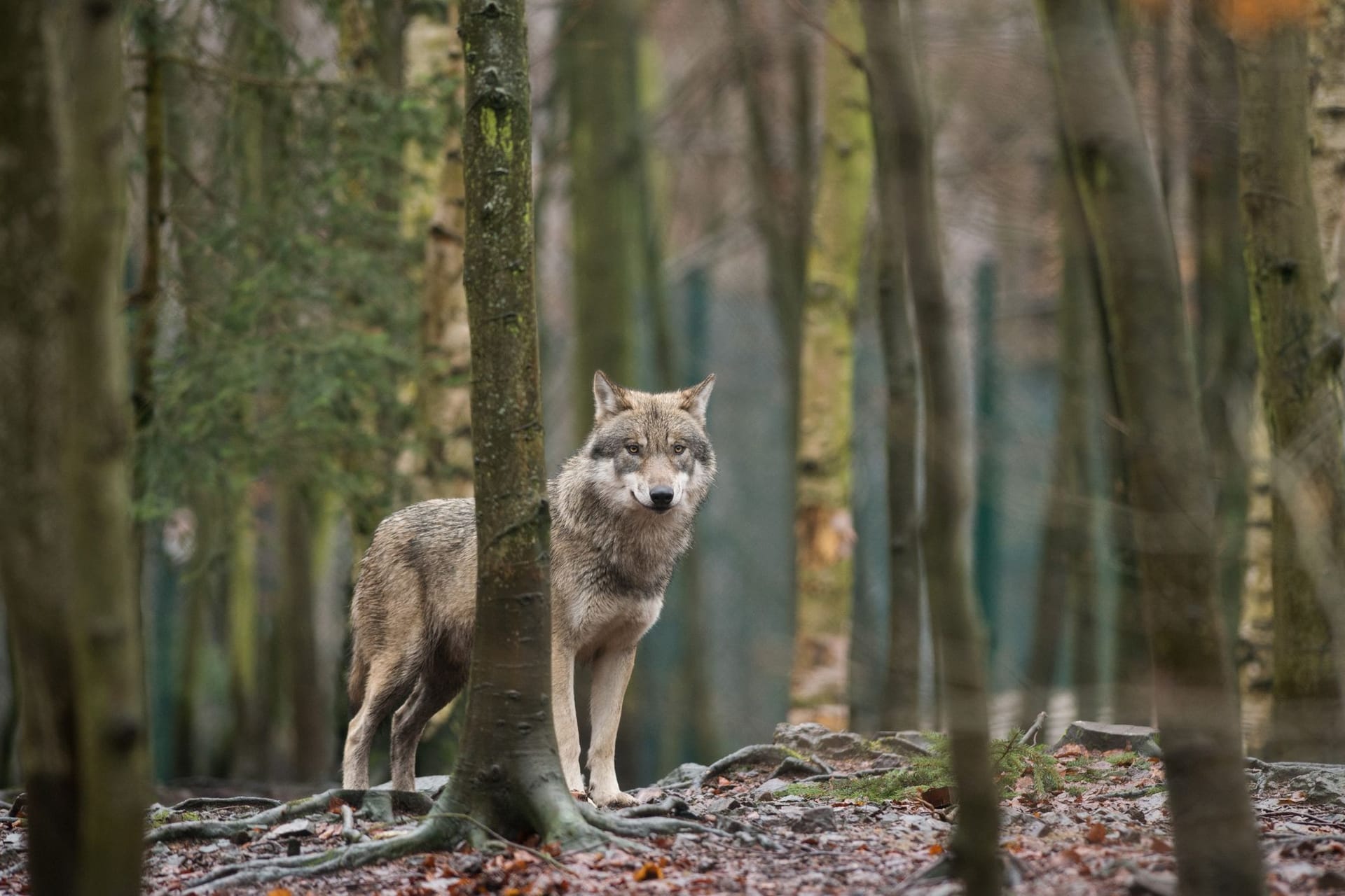 Wölfe breiten sich weiter aus