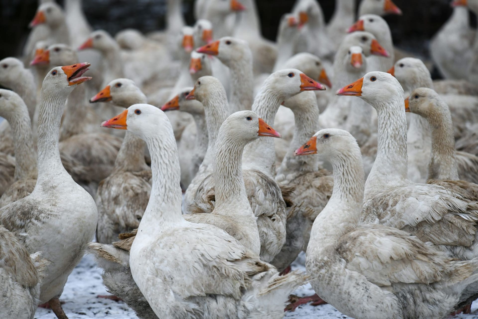 Gänse auf einer Gänseweide (Archivfoto): Das Angebot ist in diesem Jahr wesentlich knapper.