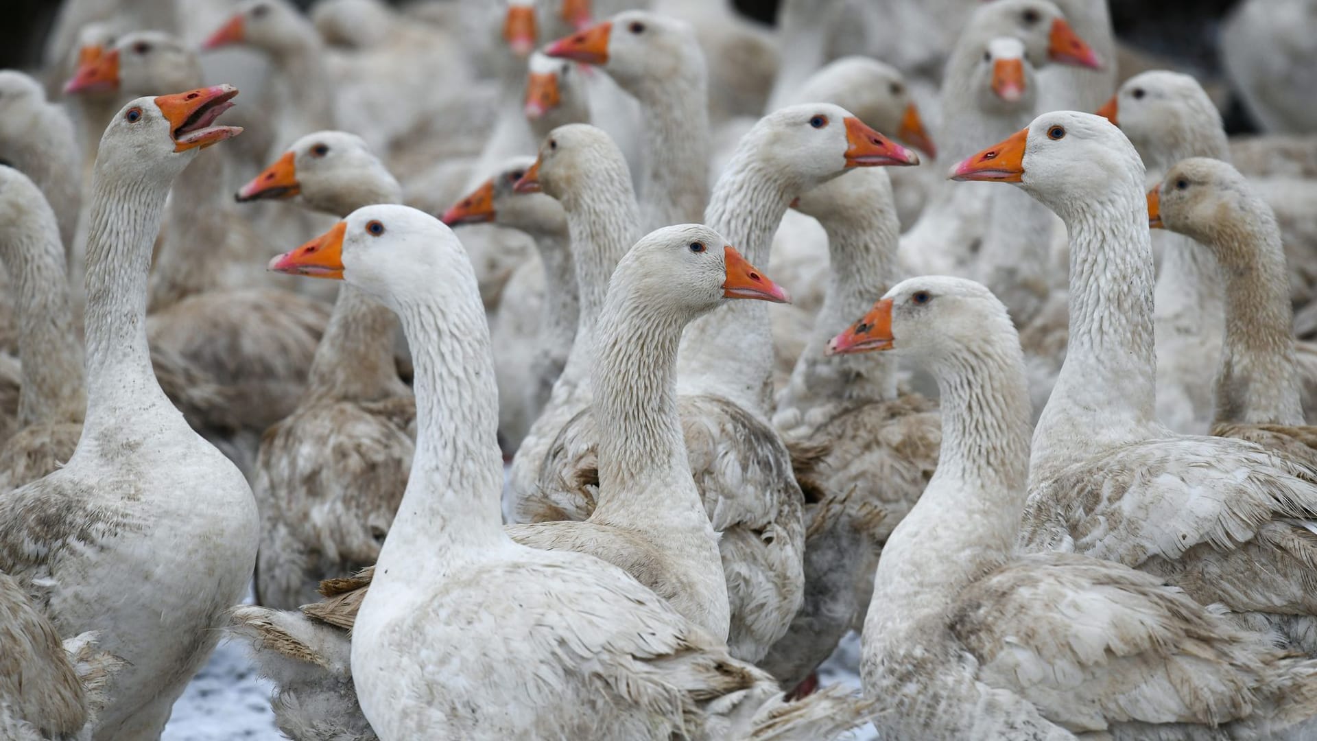 Gänse auf einer Gänseweide (Archivfoto): Das Angebot ist in diesem Jahr wesentlich knapper.