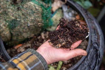 Kompost Würmer: Für ein Fassungsvermögen von 300 Liter werden 1000 Würmer benötigt.