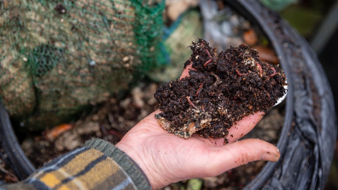 Kompost Würmer: Für ein Fassungsvermögen von 300 Liter werden 1000 Würmer benötigt.