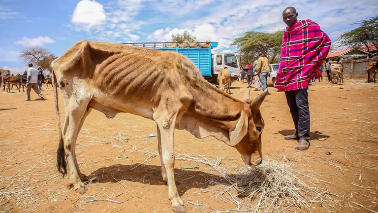 Ein Hirte begutachtet seine ausgezehrte Kuh auf dem Viehmarkt von Kajiado: Mit den halbtoten Tieren lässt sich kaum genug Geld verdienen, um die Familien der Hirten zu ernähren.