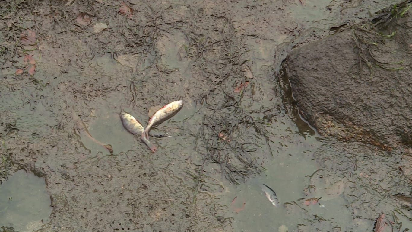 Tote Fische: Die Polizei ermittelt in dem Fall.