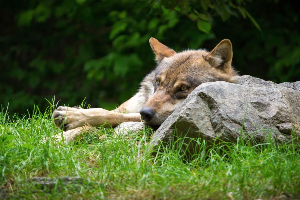 Ein Wolf im Alpen-Zoo in Innsbruck (Symbolfoto): In Deutschland waren Wölfe einst ausgerottet, werden inzwischen allerdings geschützt und bahnen sich ihren Weg zurück.