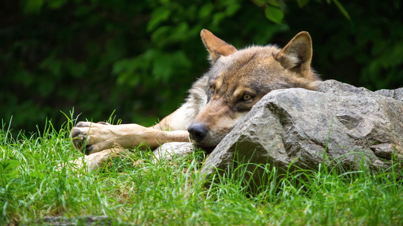 Ein Wolf im Alpen-Zoo in Innsbruck (Symbolfoto): In Deutschland waren Wölfe einst ausgerottet, werden inzwischen allerdings geschützt und bahnen sich ihren Weg zurück.