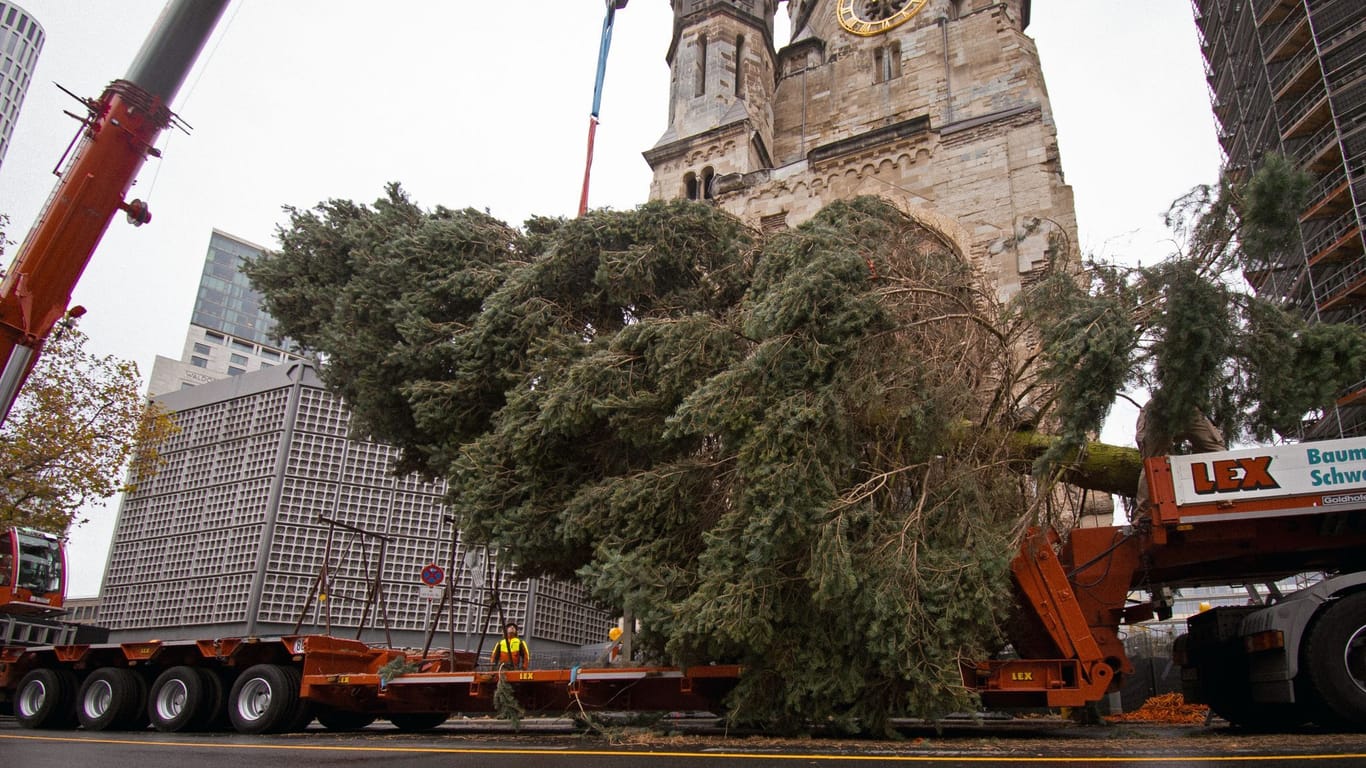 Auf einem Tieflader liegt der Weihnachtsbaum für den Breitscheidplatz: Mit Unterstützung eines Krans wurde er dann vor der Gedächtniskirche aufgestellt.