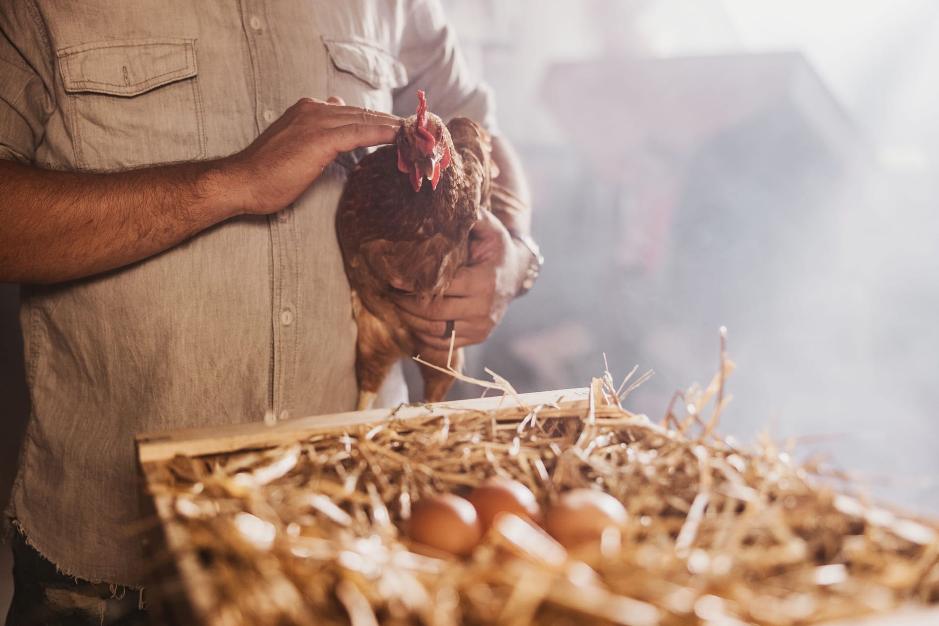 Eier: Energiekrise und die Vogelgrippe tragen zu Engpässen in der Eierbranche bei.