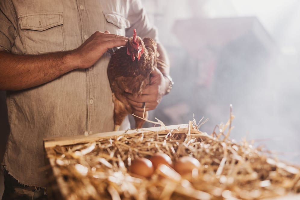 Eier: Energiekrise und die Vogelgrippe tragen zu Engpässen in der Eierbranche bei.