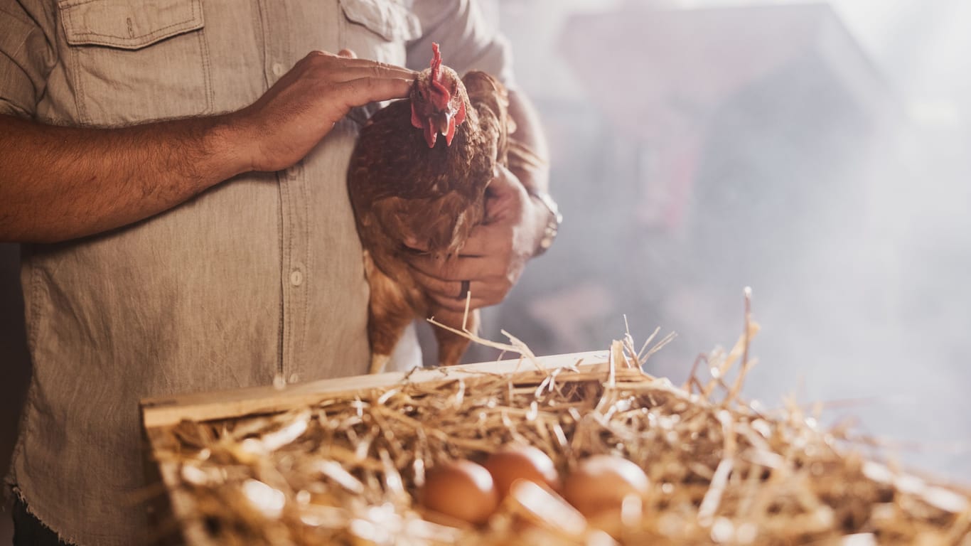 Eier: Energiekrise und die Vogelgrippe tragen zu Engpässen in der Eierbranche bei.