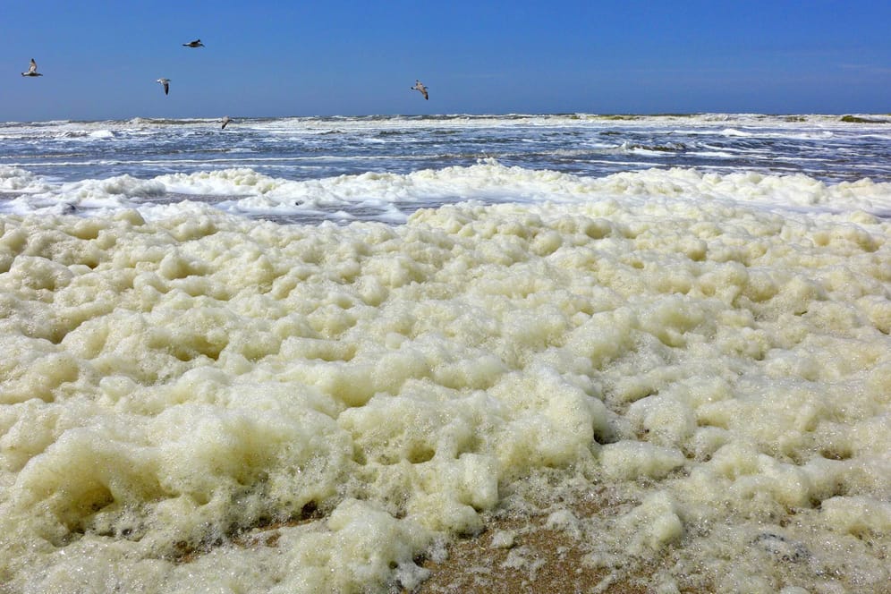 Schaumalgen an der Nordseeküste (Archivbild): Teilweise türmen sich die Berge meterhoch.