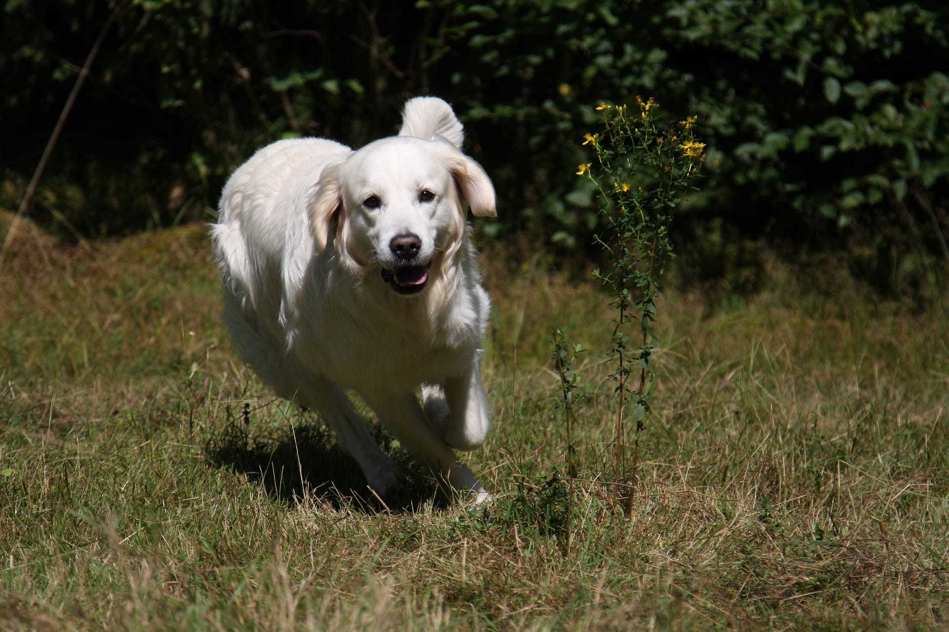 Ein Hund rennt durch den Wald (Archivbild): Zukünftig sollen in Niedersachsen keine wildernden Hunde und Katzen mehr geschossen werden.