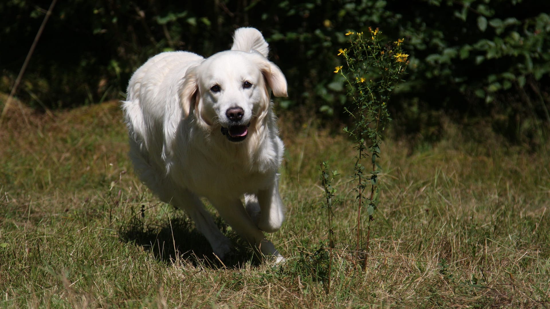 Ein Hund rennt durch den Wald (Archivbild): Zukünftig sollen in Niedersachsen keine wildernden Hunde und Katzen mehr geschossen werden.