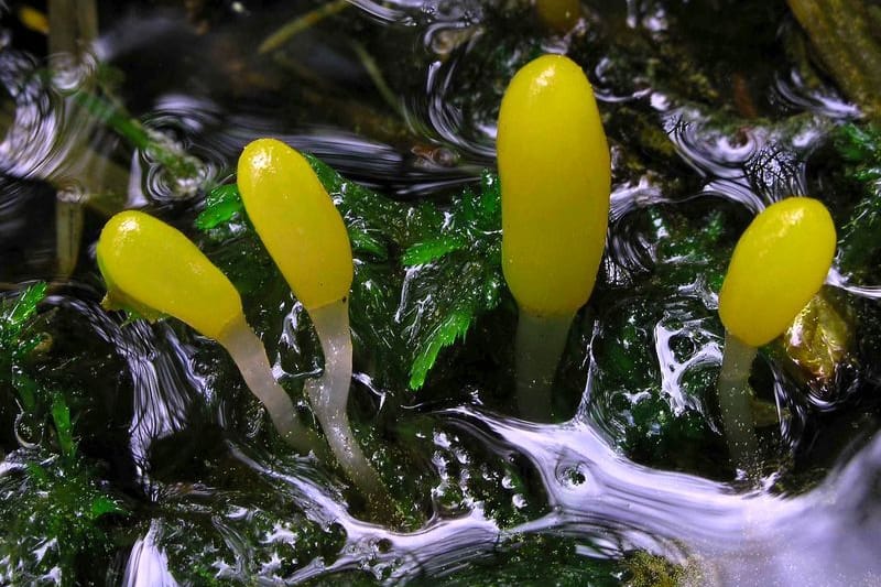 Eine Gruppe Sumpf-Haubenpilze in einem moosigen Waldbach: Der Pilz hat nicht nur eine ganz besondere Farbe.