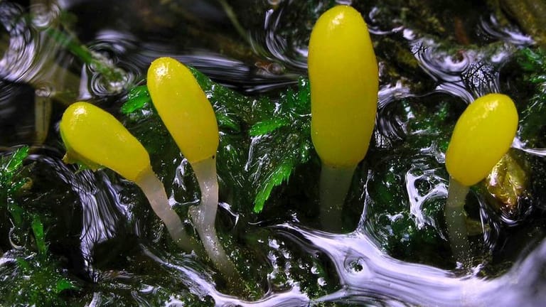 Eine Gruppe Sumpf-Haubenpilze in einem moosigen Waldbach: Der Pilz hat nicht nur eine ganz besondere Farbe.