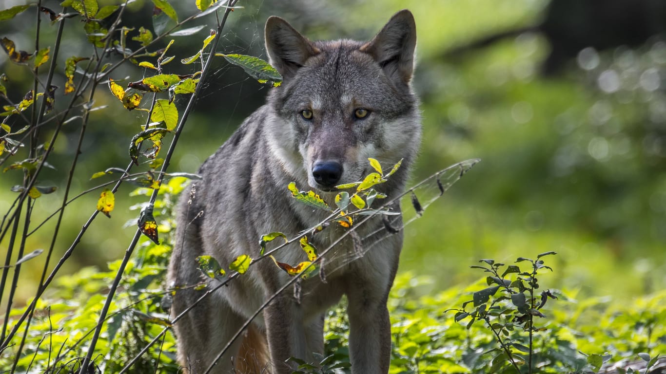 Wolf (Symbolfoto): In der Gegend werden immer wieder Risse gemeldet.