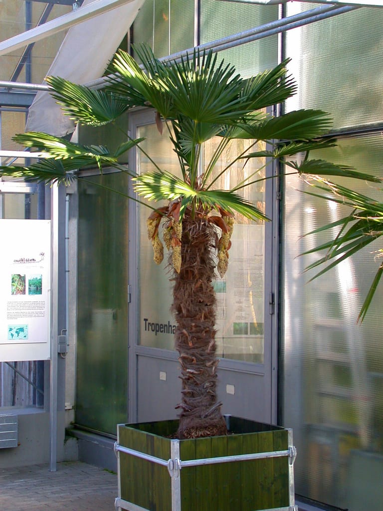 Hanfpalme: Die Wagnersche Hanfpalme (Trachycarpus wagnerianus) kann auch im Kübel wachsen.