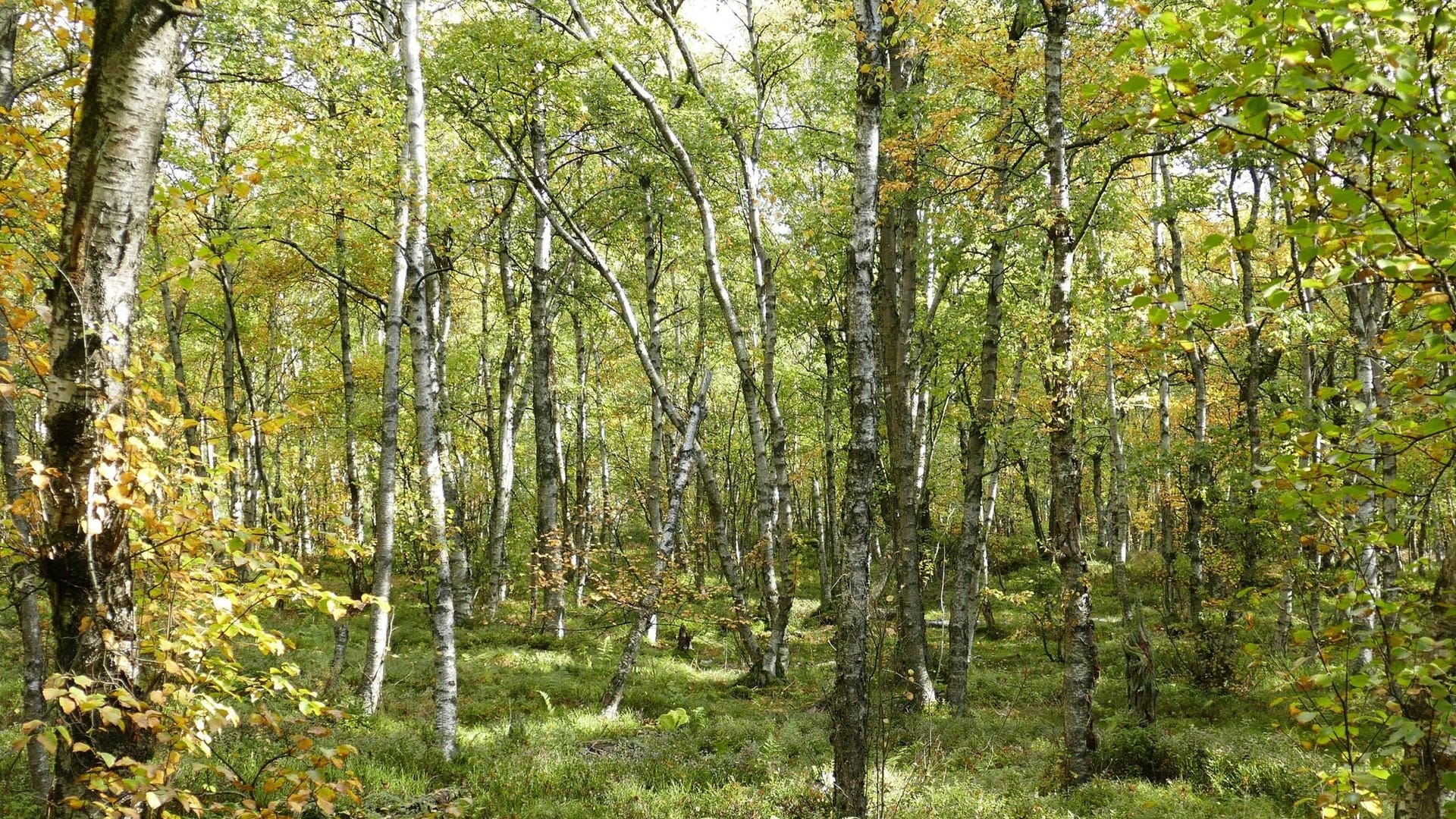 Moor-Birke: Das ist der Baum des Jahres 2023.