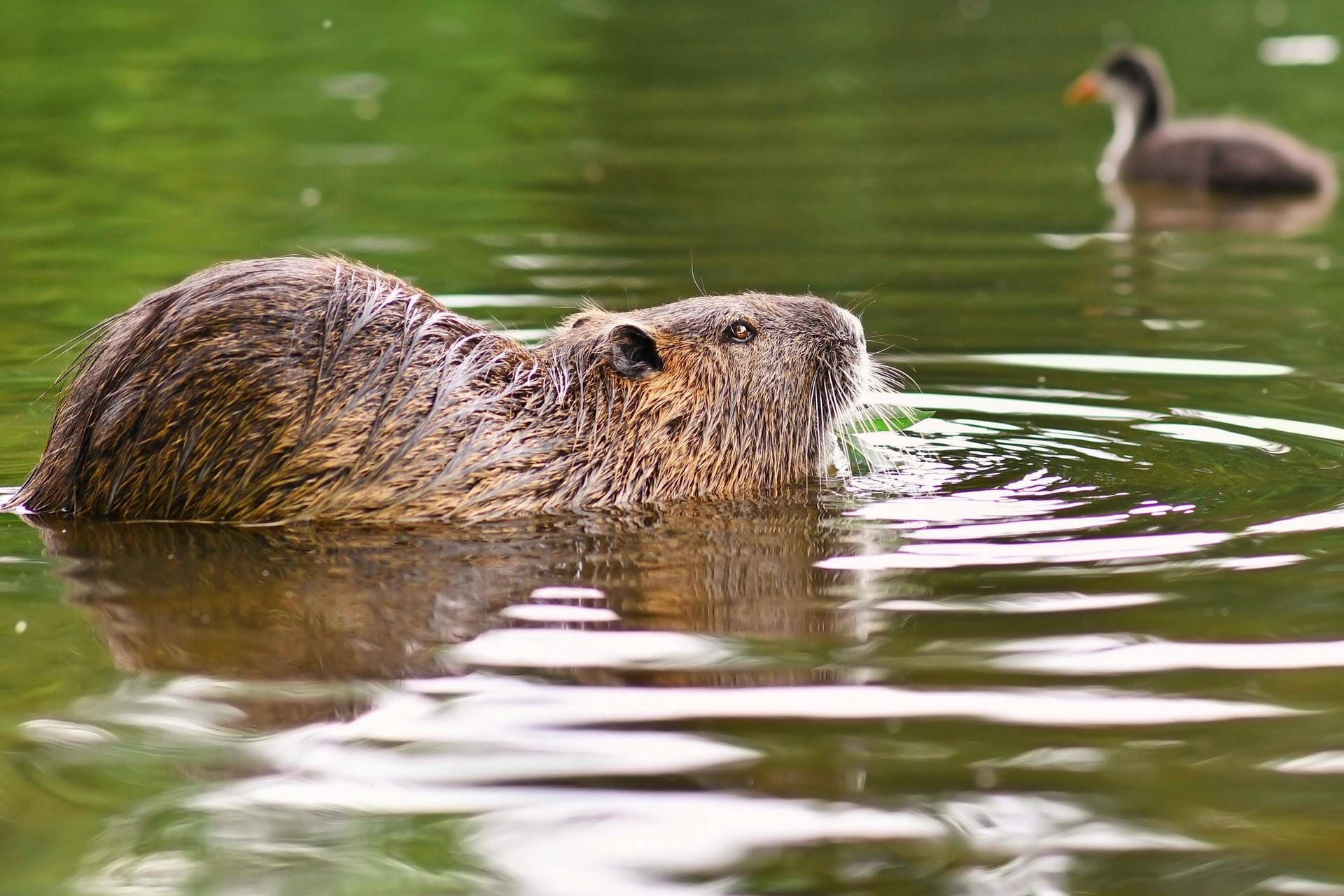 Die Nutria (Archiv): In der Jagdsaison 2020/2021 erbeuteten Jäger insgesamt über 100.000 Nutrias.