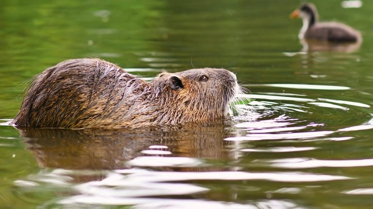 Die Nutria (Archiv): In der Jagdsaison 2020/2021 erbeuteten Jäger insgesamt über 100.000 Nutrias.