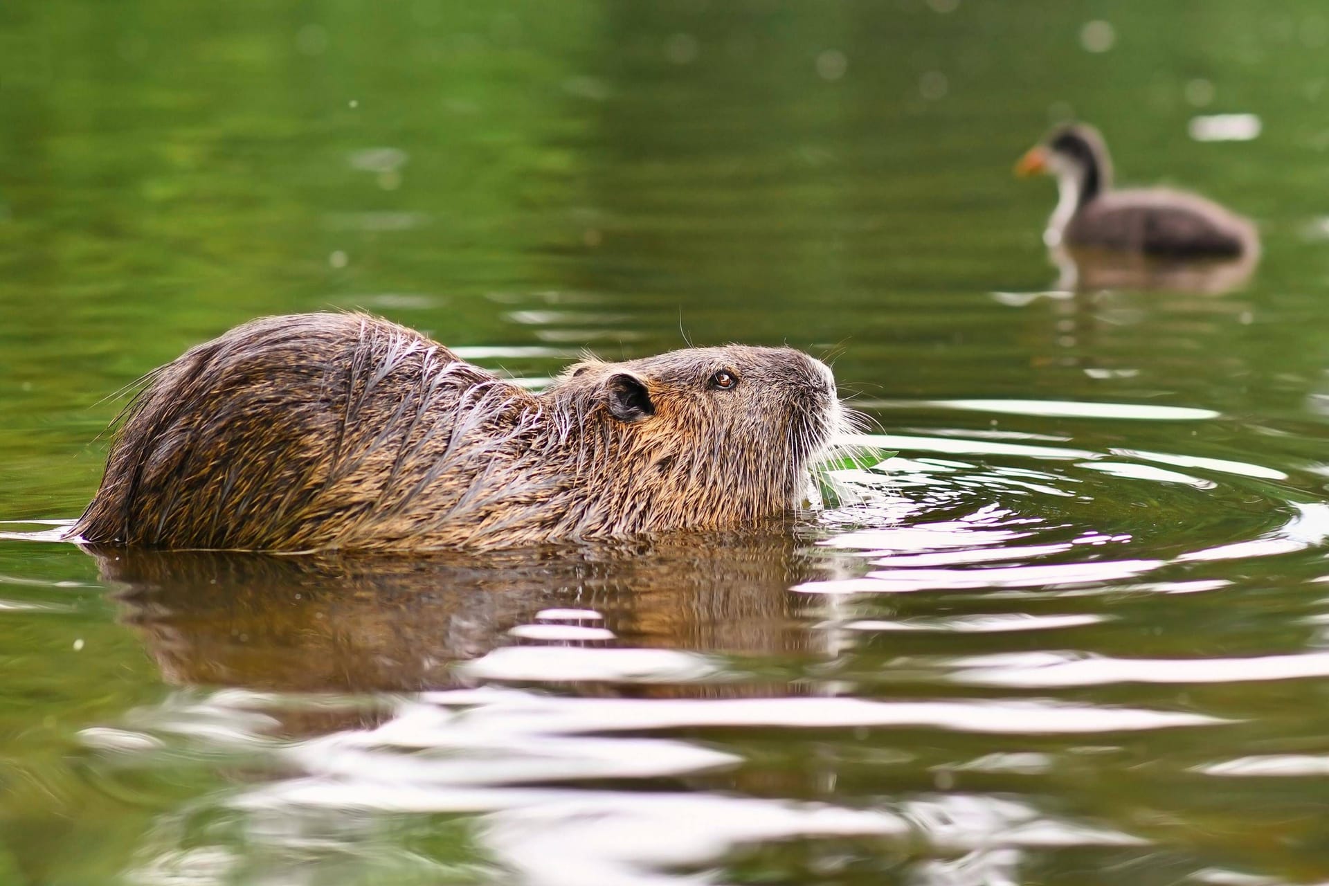 Die Nutria (Archiv): In der Jagdsaison 2020/2021 erbeuteten Jäger insgesamt über 100.000 Nutrias.