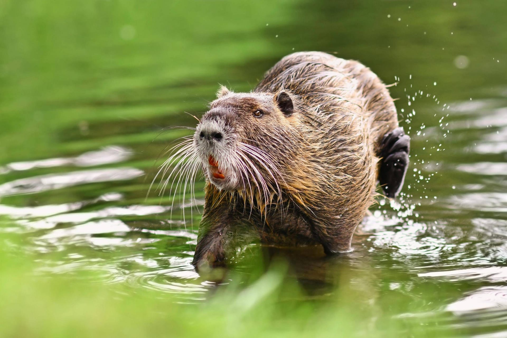 Ein Nutria in einem Teich (Archivbild): Die invasive Art spammt ursprünglich aus Südamerika.