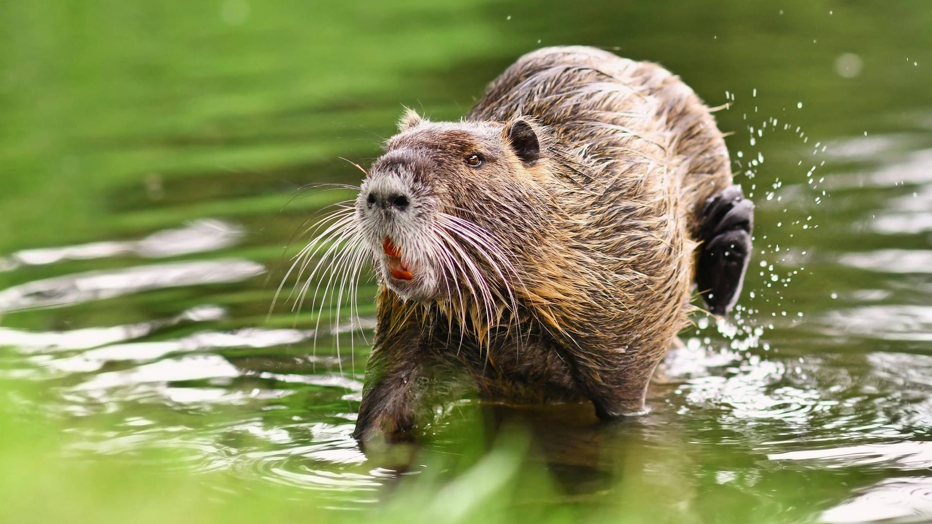 Ein Nutria in einem Teich (Archivbild): Die invasive Art spammt ursprünglich aus Südamerika.