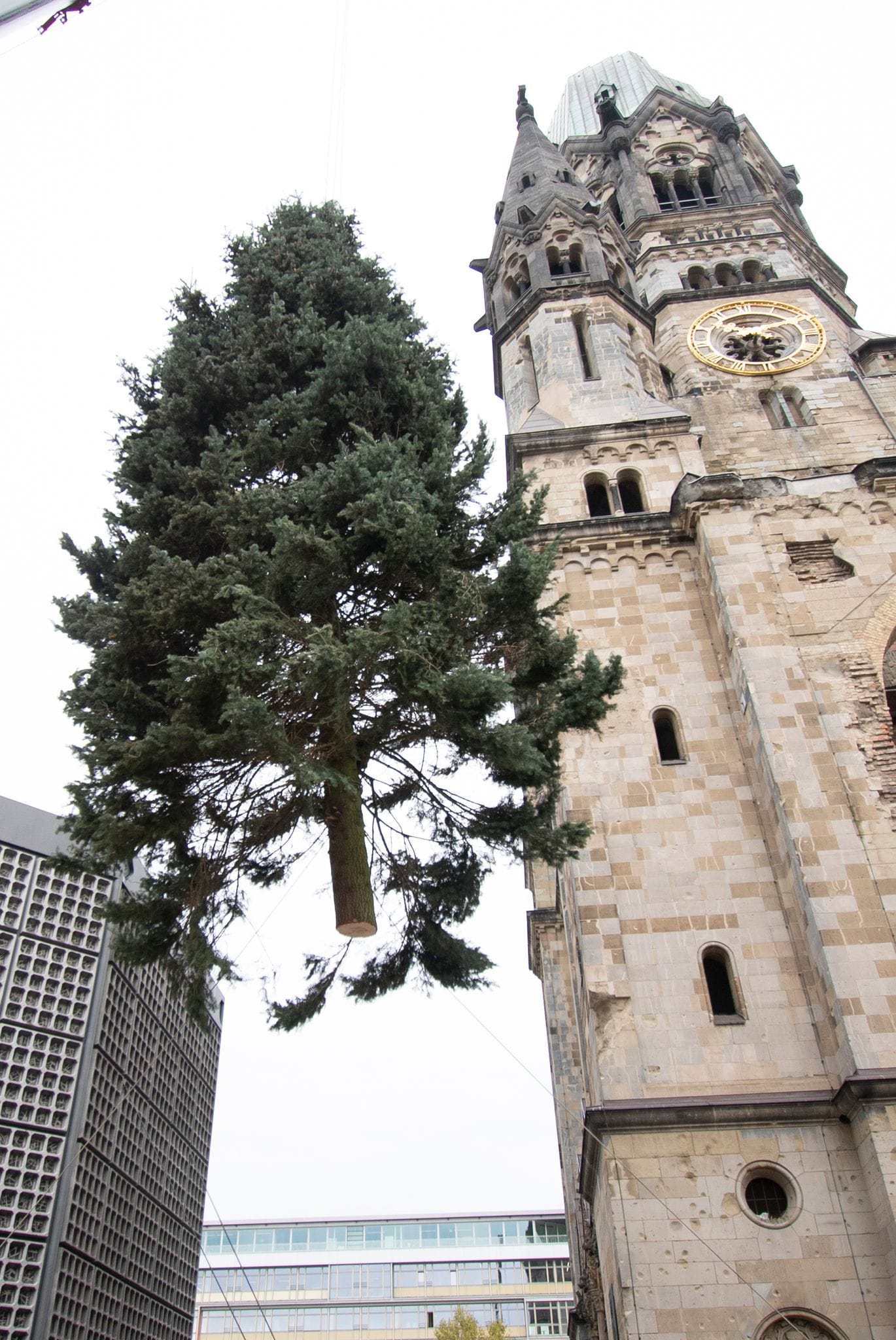 Weihnachtsbaum für den Breitscheidplatz ist angekommen