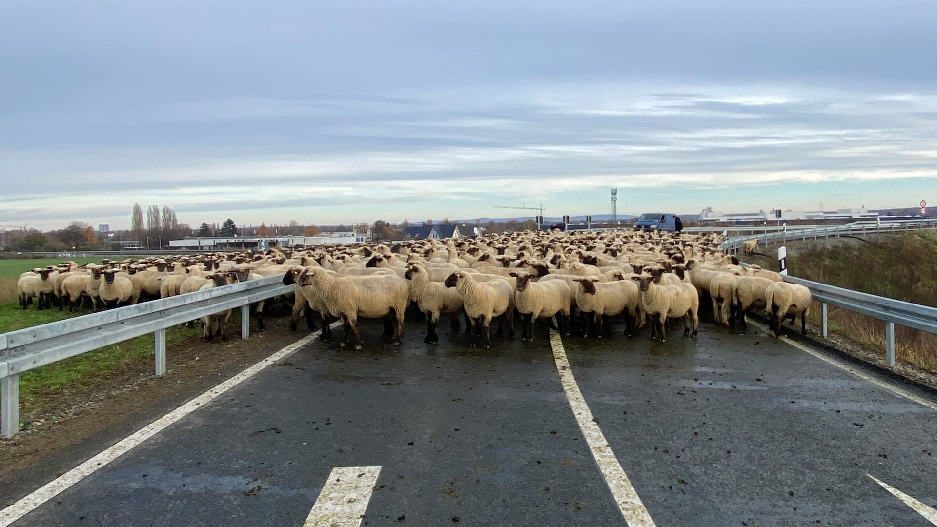 Tierisches Chaos an der A39: Hinterher musste die Autobahnmeisterei gründlich putzen. Tierisches Chaos an der A39: Hinterher musste die Autobahnmeisterei gründlich putzen.