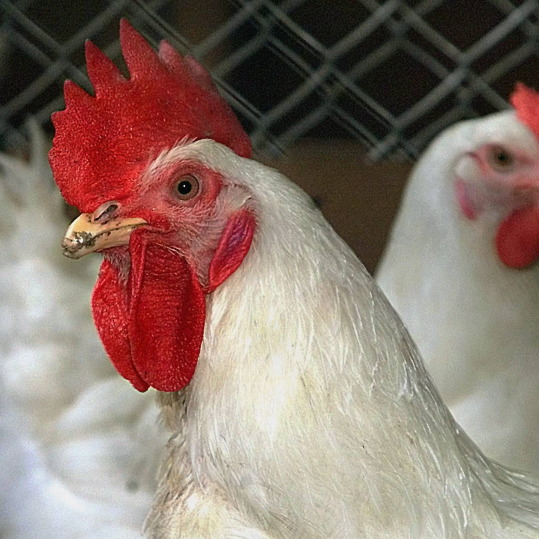 Leipzig: Geflügelschau Lipsia darf kein Geflügel zeigen