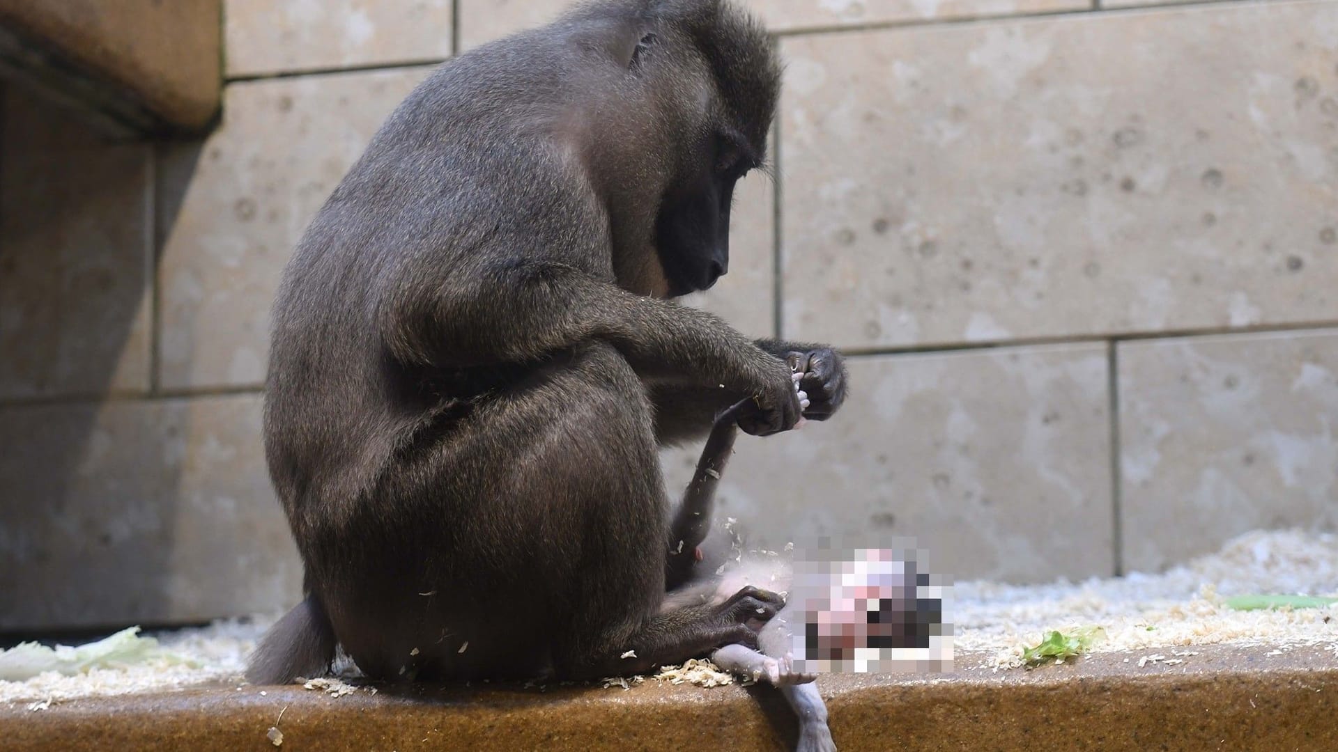 Traceuse hält den Fuß ihres tot geborenen Babys: Das Drill-Weibchen hat in Wuppertal eine Fehlgeburt erlitten. Traceuse hält den Fuß ihres tot geborenen Babys: Das Drill-Weibchen hat in Wuppertal eine Fehlgeburt erlitten.